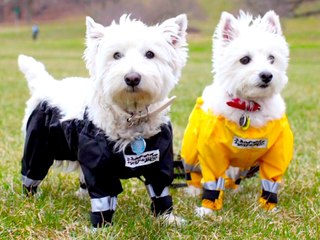 3 Wild New Clothing Trends For Pets