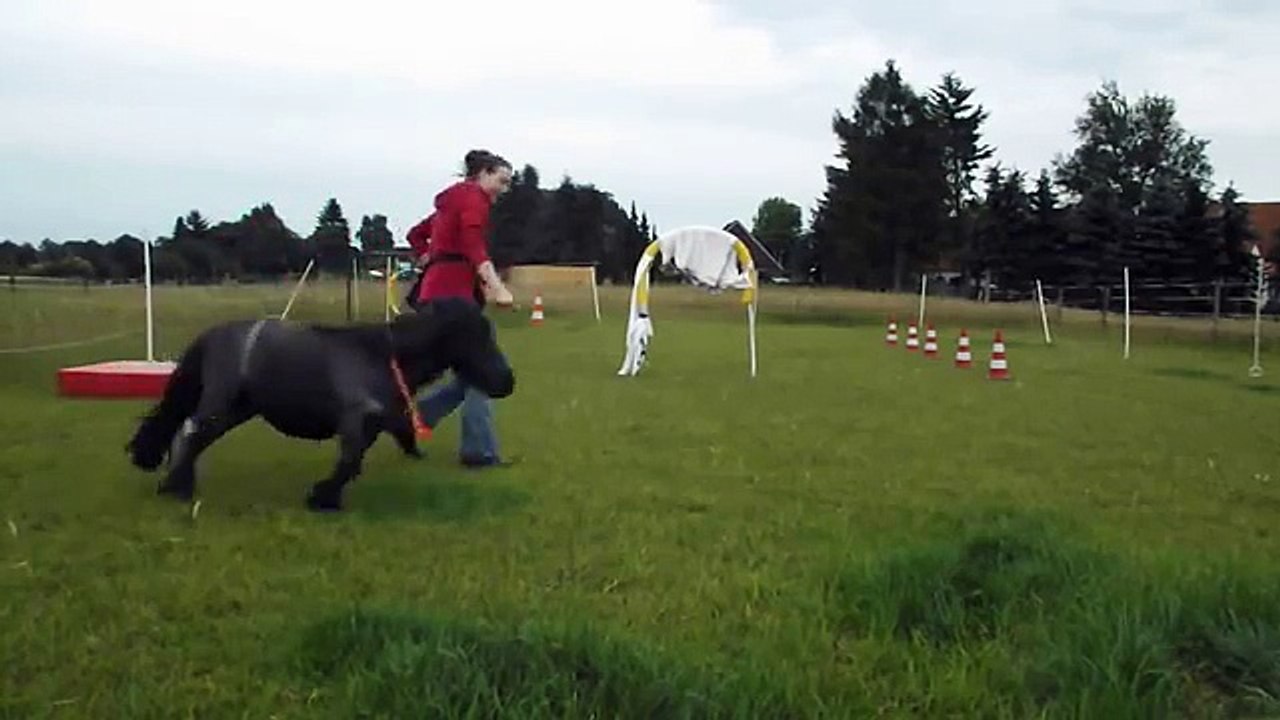 Horse Agility, Clickertraining mit Minishetty
