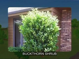 Biomes - Shrubland - Part 1 Full animated cartoon movie hindi dubbed movies cartoons HD 20