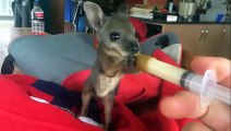 Feeding a kangaroo