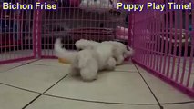 Bichon Frise, Puppies, For, Sale, In, Gresham, Oregon, County, OR, Multnomah, Washington, Clackamas,