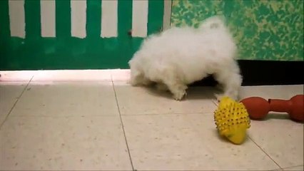 Male Bichon Frise Puppy