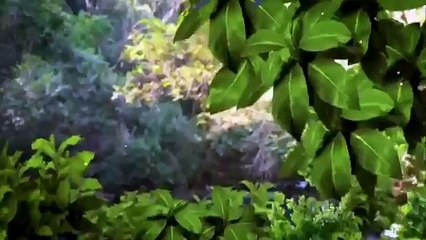 Coração Indomável Capítulo 68 27/05/15 (Dublado Completo HDTV) SEM CORTES
