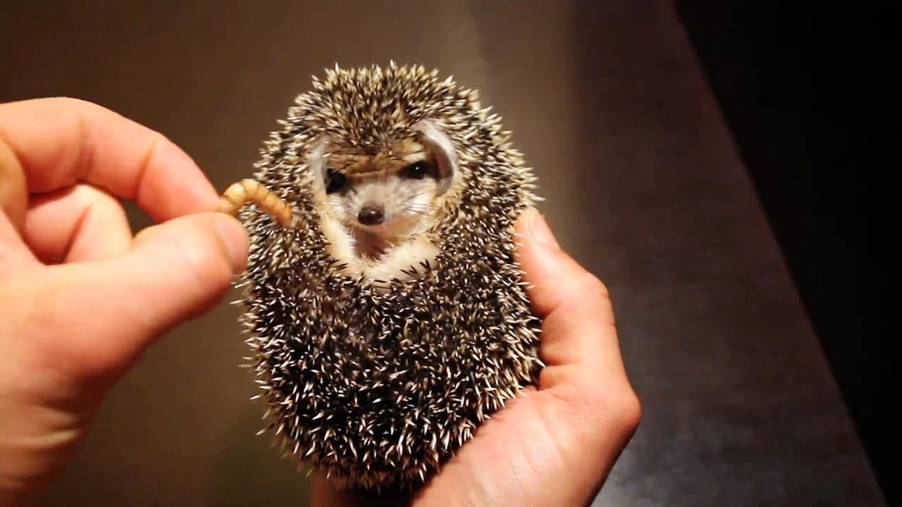 Hedgehog have a lunch