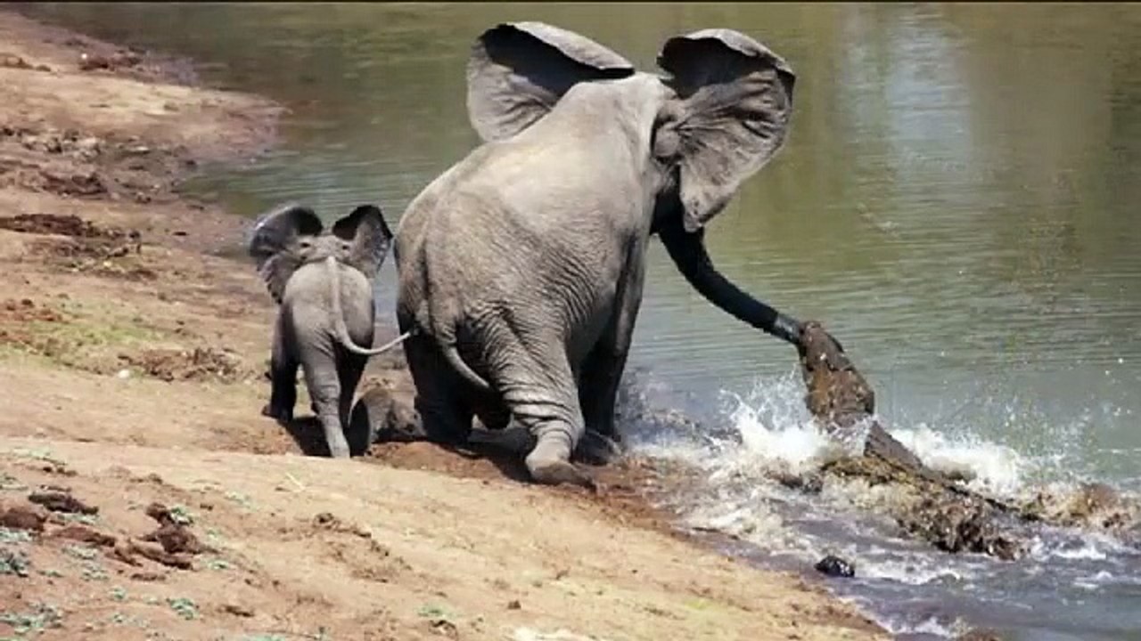 crocodile to save her child