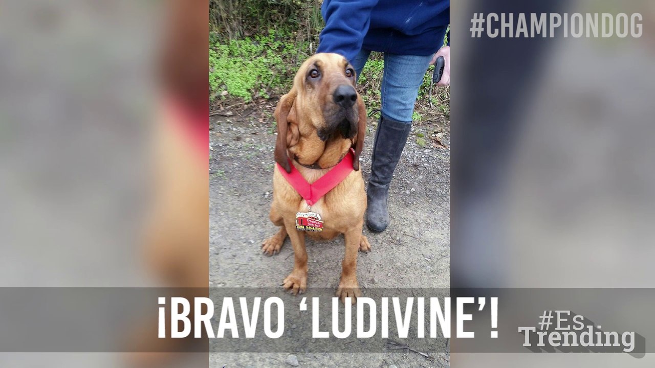 'Ludivine', el perro que es todo un campeón