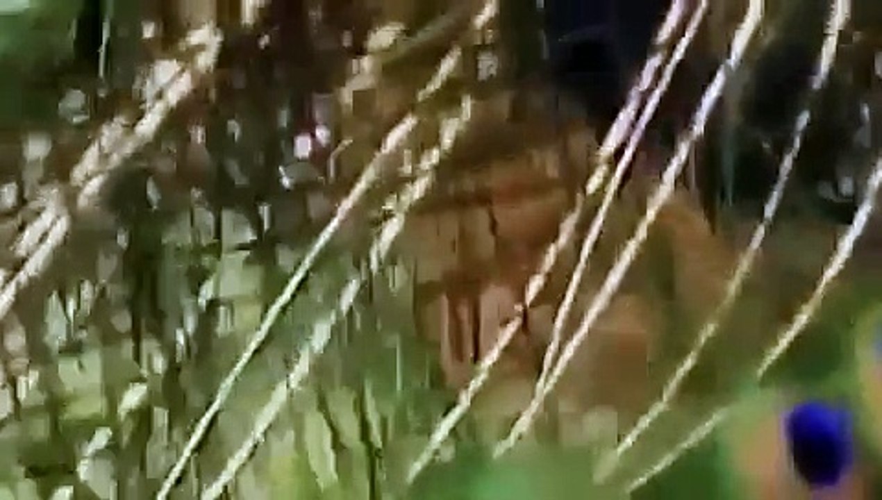 Wild Dog BBC Documentary