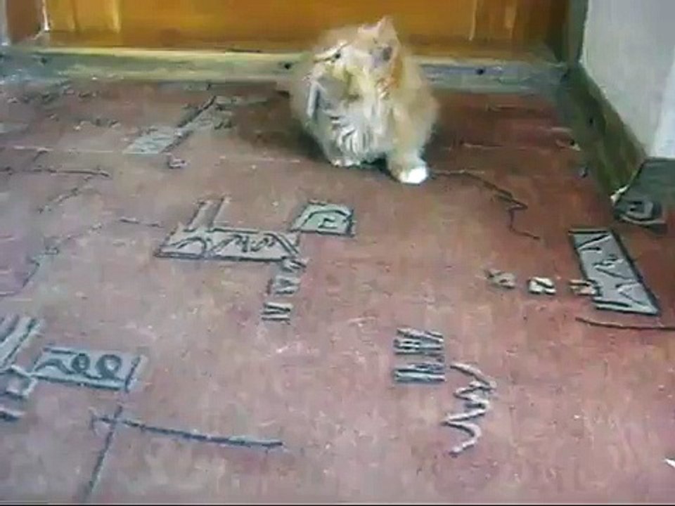 Kitten Won't Give Up Cigarettes