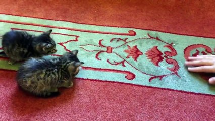 Cute stray cats In Istanbul