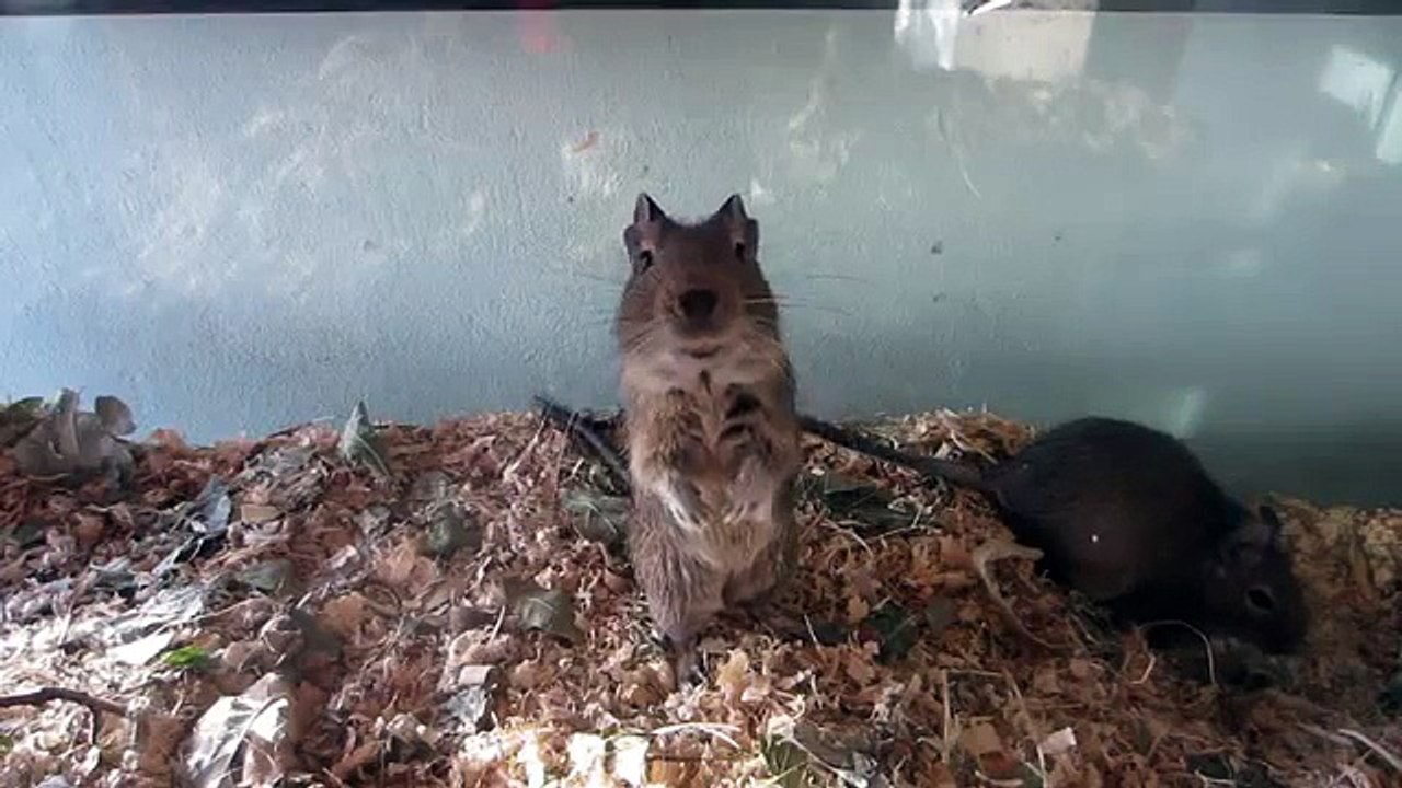 degu clickertraining stations training session 1