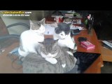 Açık Kalan Laptop İle Isınan Kediler