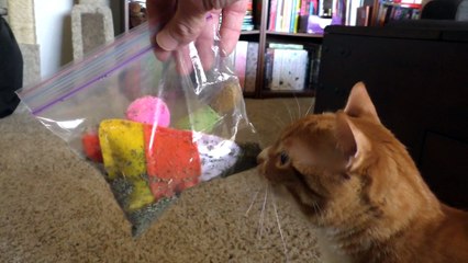 5 Hacks Fur Cat Owners