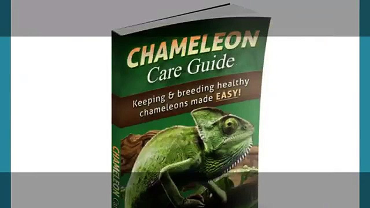 Chameleon Care Guide Review - The Best Chameleon Care Guide Bonus