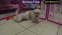 Bichon Frise, Puppies, For, Sale, In, Hartford, Connecticut, County, CT, Fairfield, Litchfield, Midd