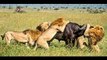 National Geographic Documentary 4 Male Lions Kill And Eat a Male Buffalo Lions Documentary