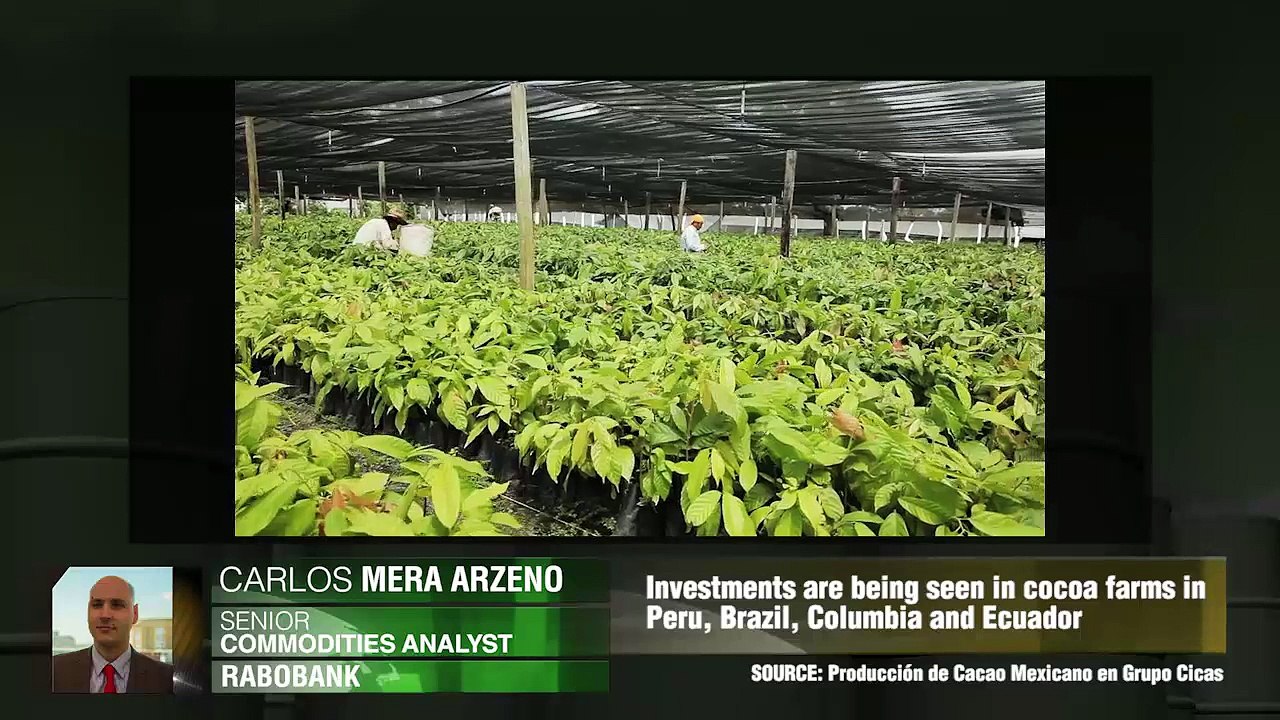 Prévisions pour le cacao