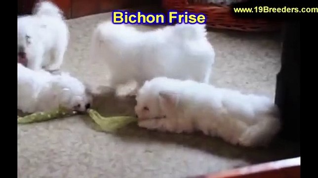 Bichon Frise, Puppies, For, Sale, In, Louisville,County, Kentucky, KY, Richmond, Florence, Georgeto