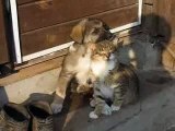 Cat Meets New Puppy For The First Time