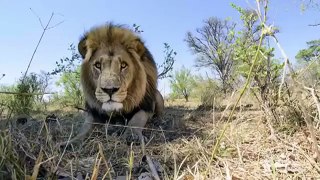 Car With A camera Meets A Group Of Lions Funny Animals