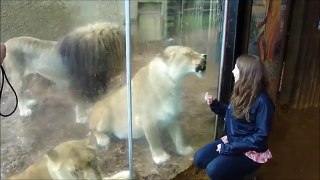 Very Funny Lions