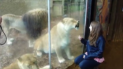 Very Funny Lions