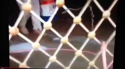 man washing a lion very funny must watch