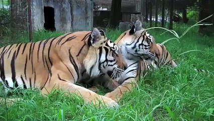 Big Cats Mirrors Funny