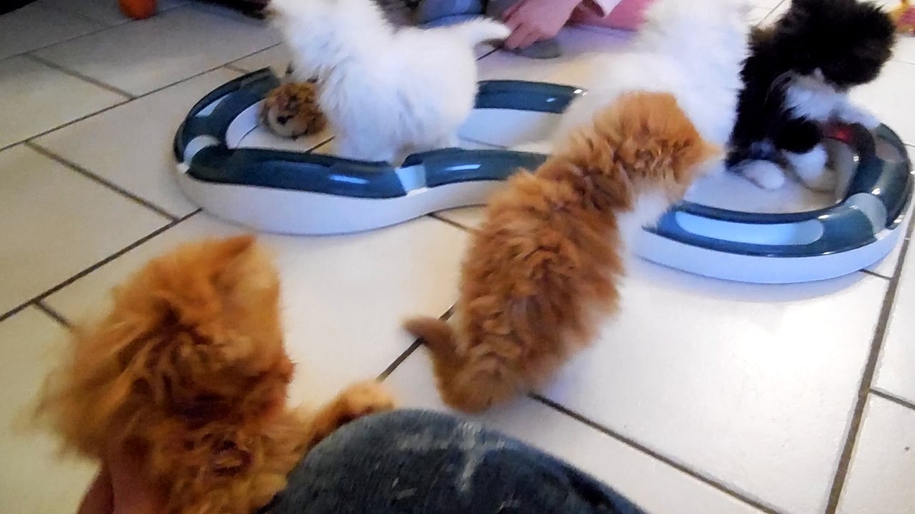 Légo , Loulou ,Loulou, Looper , Lutin