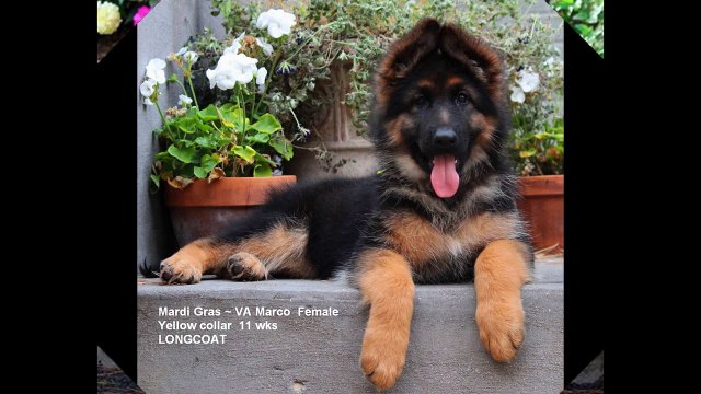 Mittelwest | Mittelwest German Shepherds Animal Specialties Farm