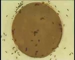 Science : Des chercheurs toulousains ont compris comment les fourmis forment leur nid !