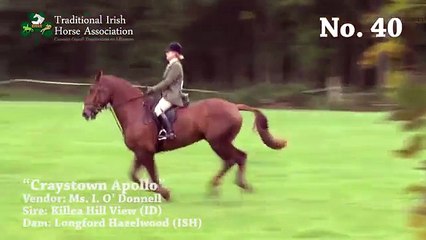 TIHA Hunter Show and Go 2015 - 40