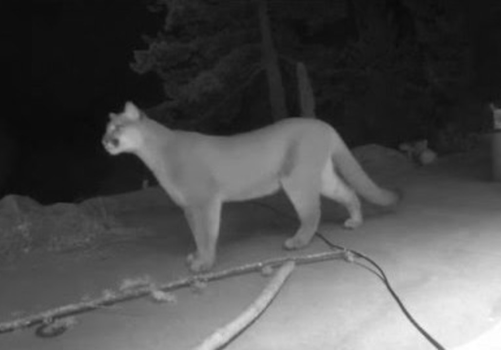 Cougar Enters the Garden to Say Hello