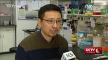 Shanghai : des scientifiques développent un foie bioartificiel !