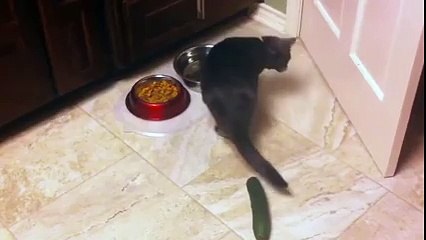 Cats & Cucumbers...