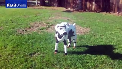 Star Paws: Little pooch is dressed up as a Stormtrooper