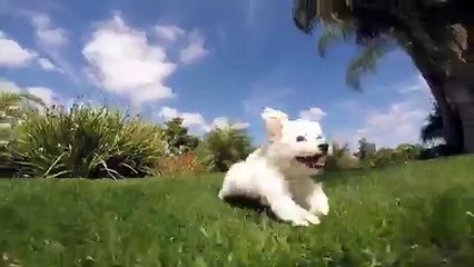 Erynn the Bichon Frise Female Puppy for Sale in San Diego, CA