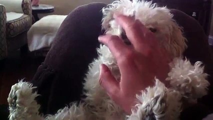 How Ellie the Bichon Frise Sleeps