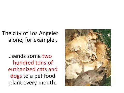 Dog Food Secrets, natural balance dog food revealed!