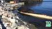 Мертвый синий кит вот-вот забросает кишками канадский город(1)