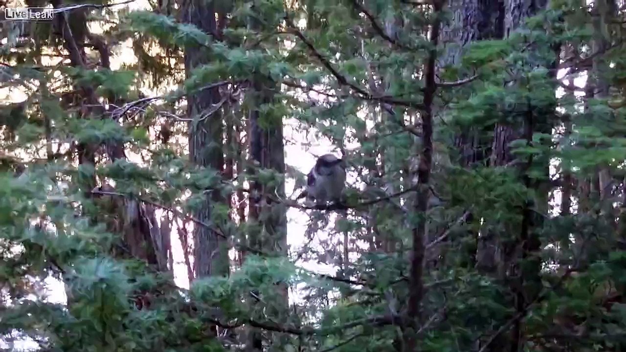 Crazy Bird at Mt Rainier National Park