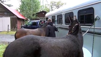 Idaho Elk Hunt - Stuck N the Rut 36