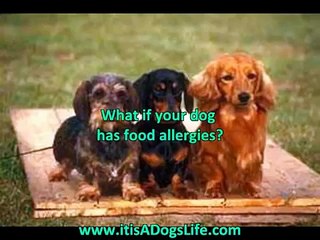 Dog Food Secrets Revealed