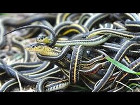 Nat Geo Wild HD The Most Extreme - Predators National Geographic