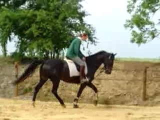 Video poupette trot galop