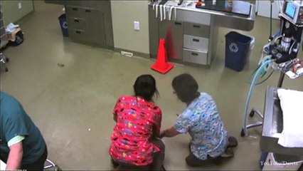 Massive dog picks up veterinarian and whisks her away _ Daily Mail Online - Copy