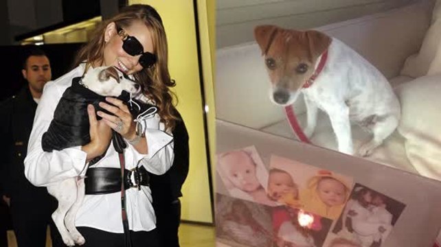 Mariah Careys Hunde fliegen erster Klasse