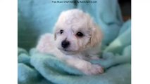 Bichon Frise Puppies