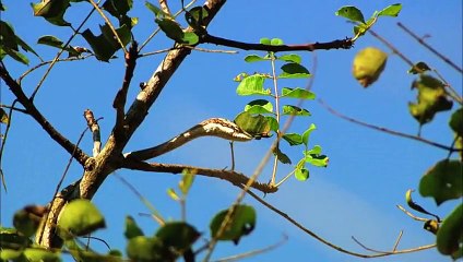 Hayatın Hızı- Güneybatının Yırtıcıları