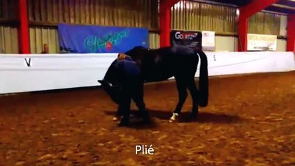 Clickertraining
