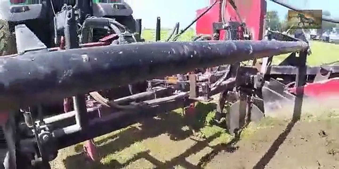 Harvest of first year onion